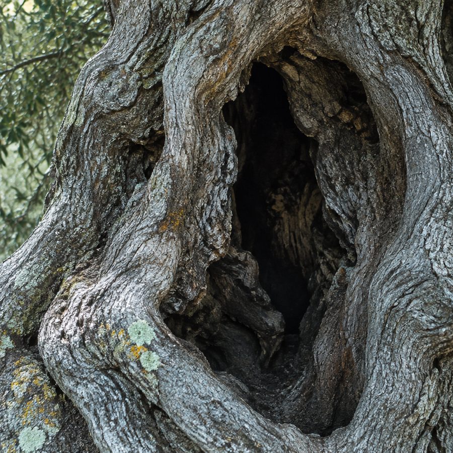 La cavità nel tronco